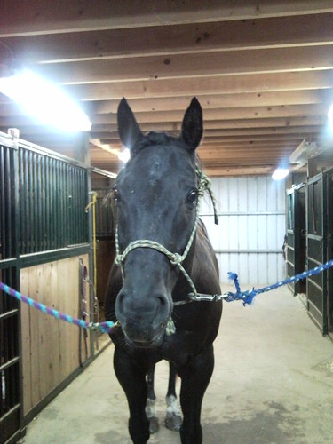 Braided Axel's forelock for under his fly mask