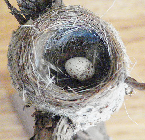 common loon nest. common loon nest. Spice Finch middot; Redstart nest and egg middot;