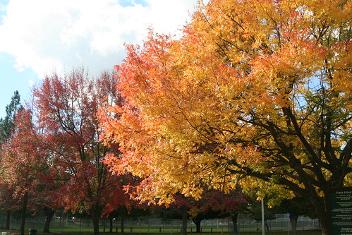Fair Oaks Fall Color