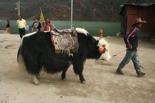 nathula yak