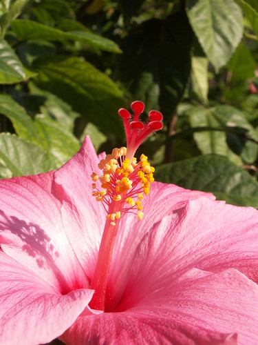 Hibiscus Outside The Bunker 2