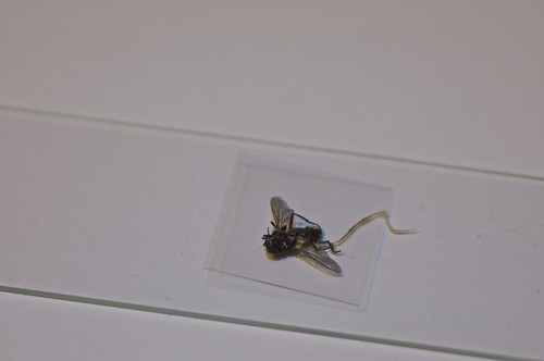 mosca de laboratorio