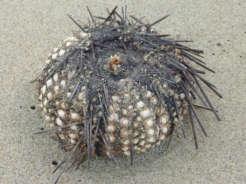 Long-spined black sea urchin (Diadema sp.)