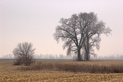 Bare trees in winter, at Columbia Bottom Conservation Area, in Saint Louis County, Missouri, USA
