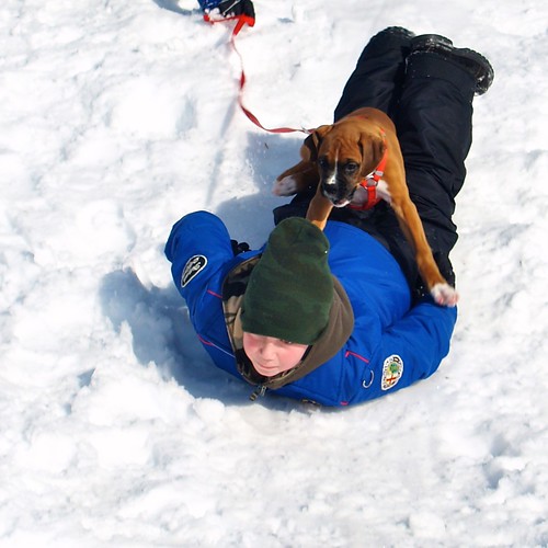 Dog-sledding