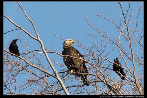 Bald Eagle (Haliaeetus leucocephalus) and crows