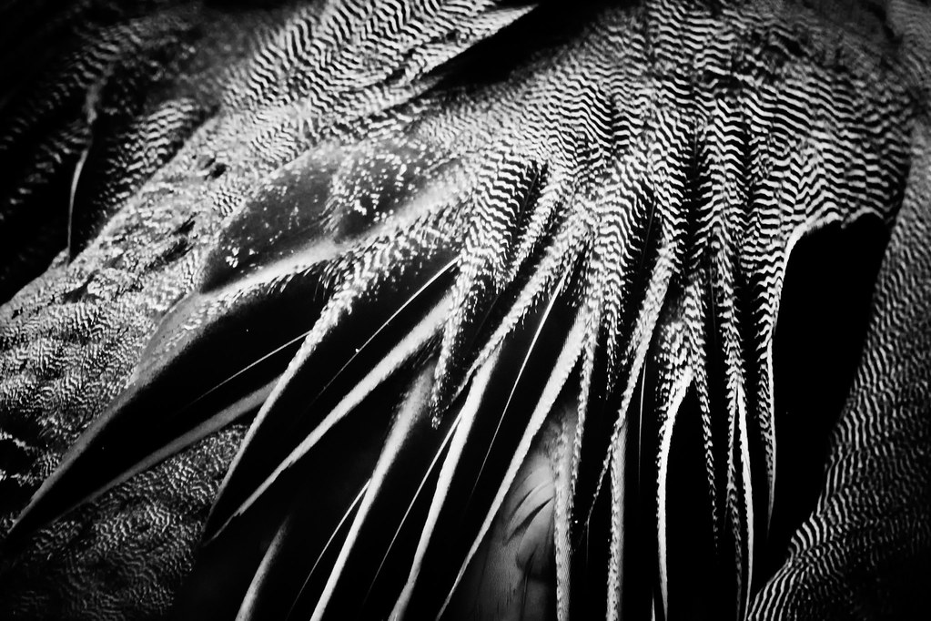 Feather Texture