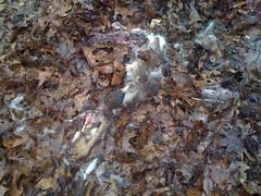 Deer Carcass
