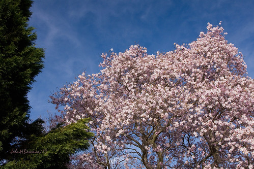 star magnolia tree pictures. Pink Star Magnolia Tree -