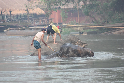 Elephants going for a bath near the Jungle River Rafts