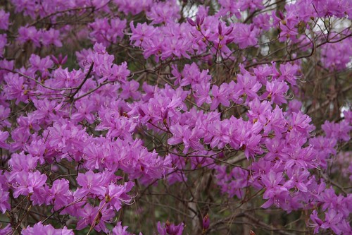 Rhododendron dilatatum ミツバツツジ