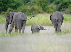 Elephant family, South Luangwa, Zambia