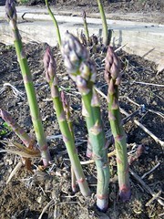 Asparagus are up!