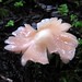 Frilly Fungus
