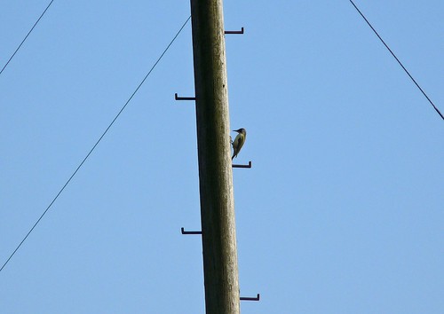 12238 - Green Woodpecker, Pontarddulais