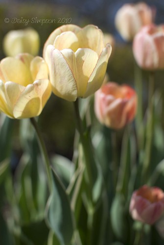 tulips2
