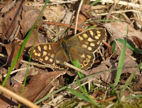 12314 - Speckled Wood