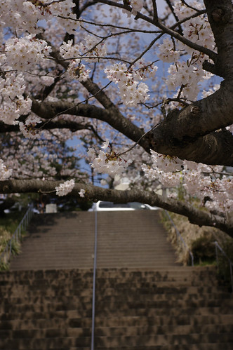 内野の桜 2010 昼の部