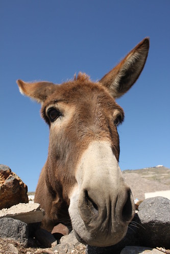 Santorini's donkey