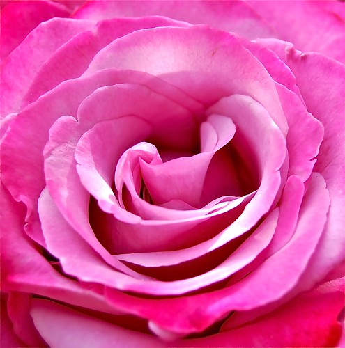 Ravishing Rose
