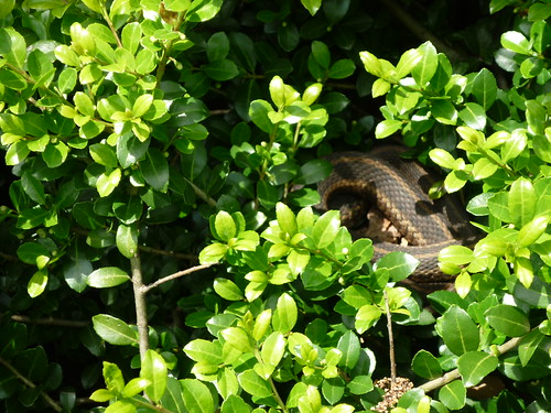 Snake in a bush