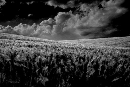 フリー写真素材|自然・風景|草原|丘|モノクロ写真|ドイツ|