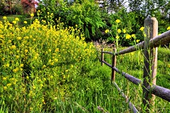 dynamic HDR yellow flowers