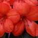 Hibiscus in the Winter Garden, Auckland Domain 