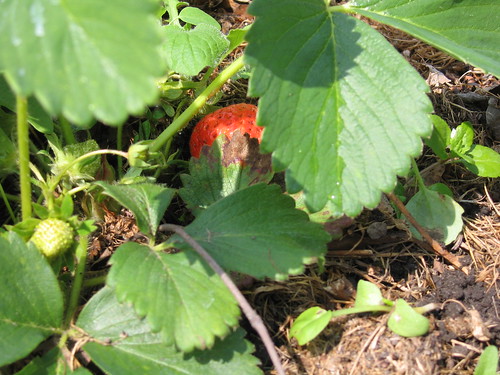 First Strawberry - The Allotment 4th June 2010