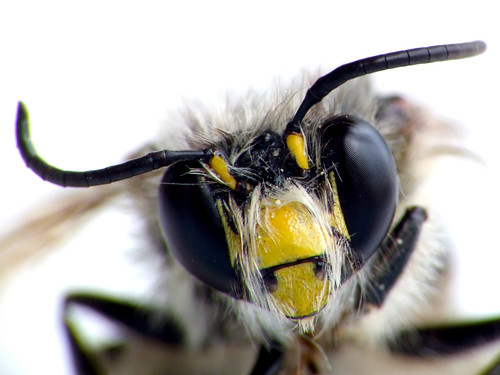 pictures of eyes close up. Bee Eyes Close Up