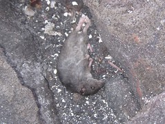 Dead Rice Rat