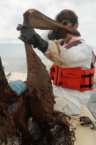   Öl-Katastrophe BP vermeidbar Golf