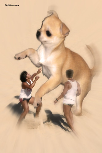 Ataque de Chihuahua toy