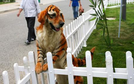 Un Golden Retriever teñido como tigre