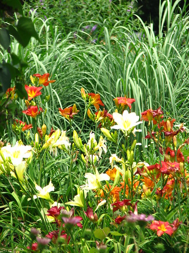 daylilies backed by pampas grass