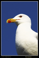 Algarve - Gaivotas - Seagulls-001