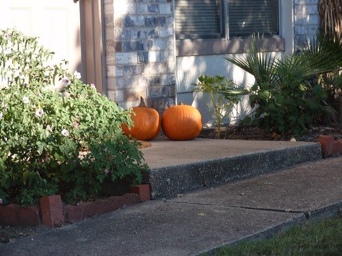 Pumpkins Spotted!