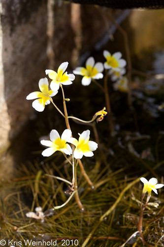 Hydrotriche hottoniiflora Flower