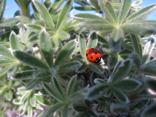 Oh sweet ladybug