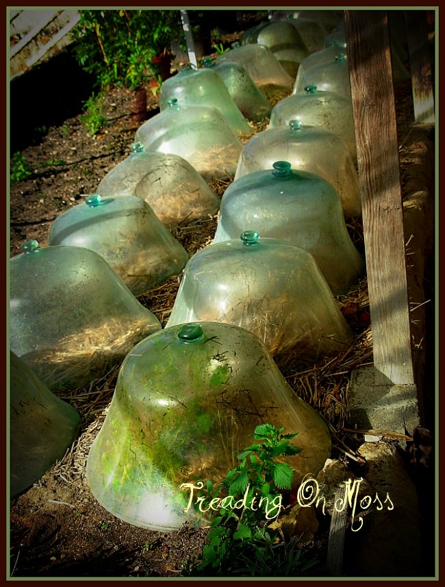 French Cloches