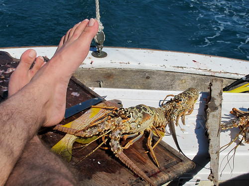Marching Lobster and Feet while Sailing in Belize
