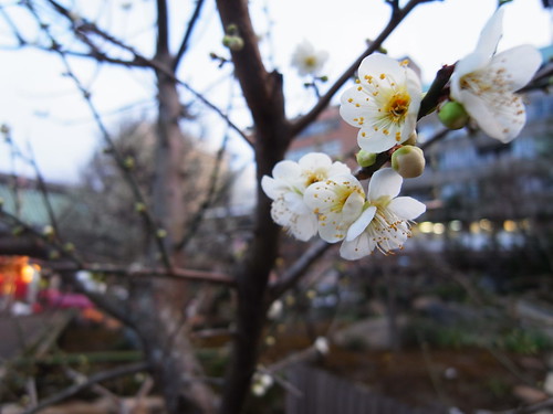 white plum-blossom