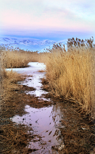 Utah lake pathway in reeds crop