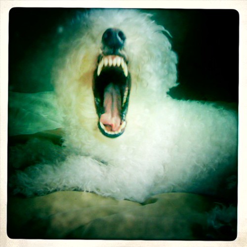 I just took the creepiest pic ever of my dog mid-yawn. Wow.