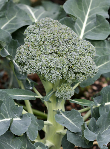 broccoli flower