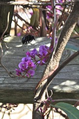 Bees and Hardenbergia