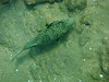 Puffer Fish near Kama'ole Park II