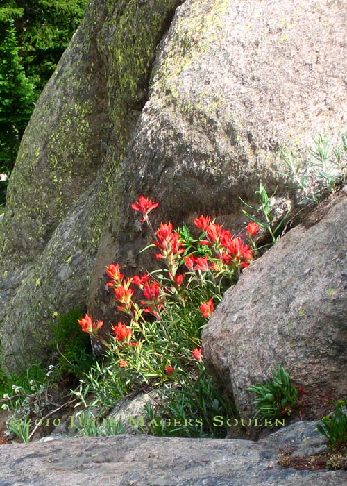Indian paintbrush grows in the rocks at Rocky Mountain National Park.