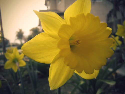 {58:365} Daffodil