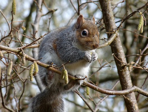 12058 - Grey Squirrel at RSPB Ynys-Hir